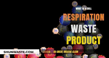 Understanding Cellular Respiration: Waste Products and Their Role Explained