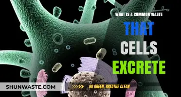Cellular Waste 101: Understanding Common Byproducts Cells Excrete Daily