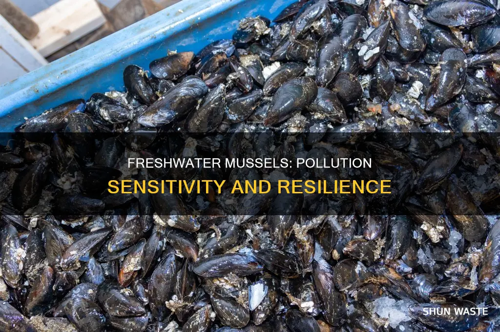 what is a freshwater mussel sensitivity to pollution