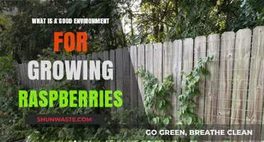 Creating the Ideal Environment for Growing Juicy, Healthy Raspberries