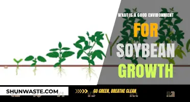 Optimal Conditions for Soybean Growth: Soil, Climate, and Cultivation Tips
