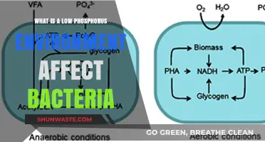 Low Phosphorus Environments: Impact on Bacterial Growth and Survival