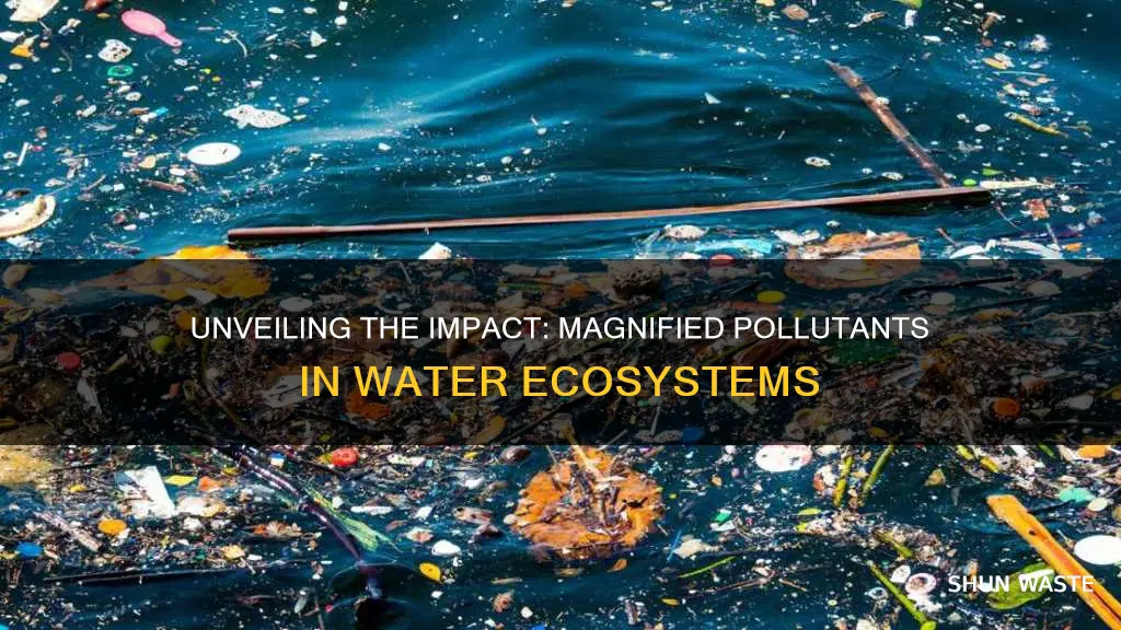 what is a magnified pollutant in water ecosystems