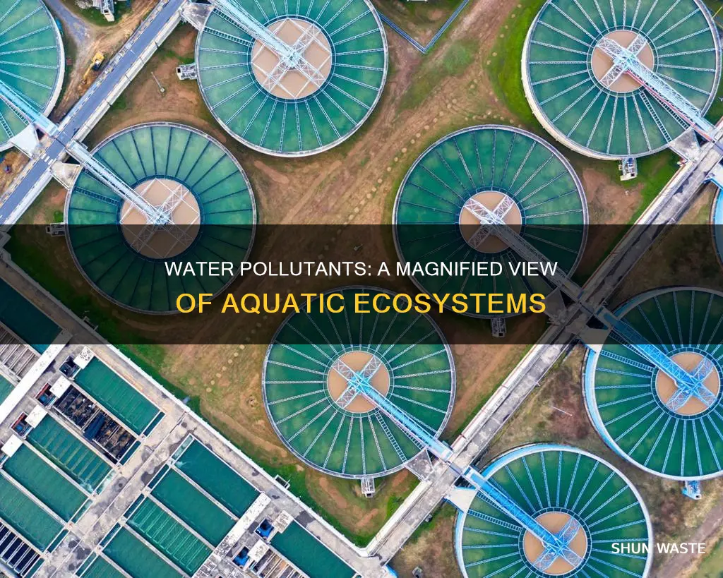 what is a magnified pollutant in water ecosystems