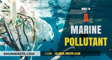 Understanding Marine Pollutants: What's Harming Our Oceans?