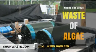 Understanding Algae's Metabolic Waste: Composition, Impact, and Ecological Role