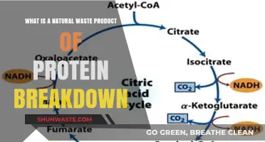Understanding Urea: The Natural Waste Product of Protein Breakdown Explained