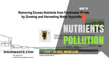 Nutrient Pollution: A Threat to Our Waterways