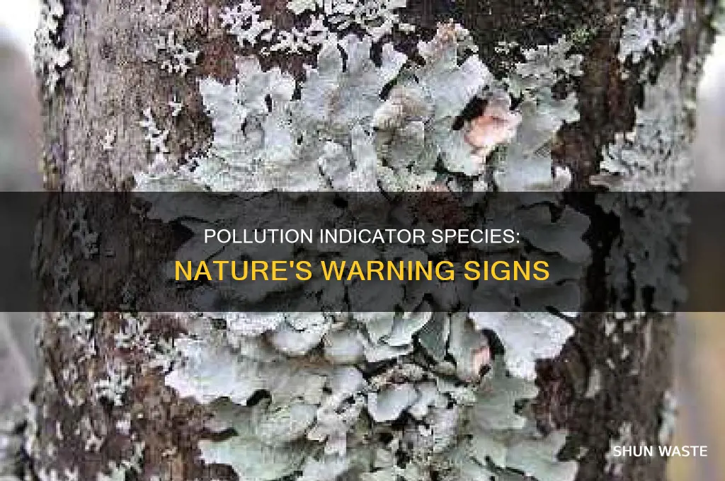 what is a pollution indicator species