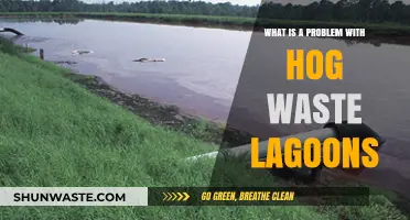 Hog Waste Lagoons: Environmental Hazards and Urgent Solutions Needed
