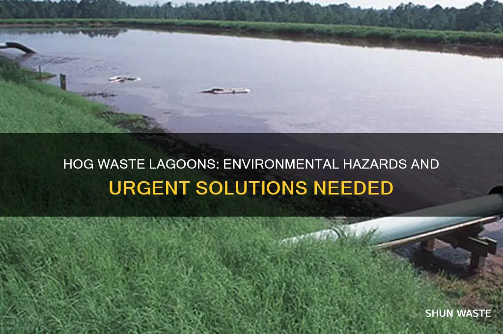 what is a problem with hog waste lagoons