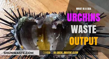 Understanding Sea Urchin Waste Output: Insights into Marine Ecosystem Contributions