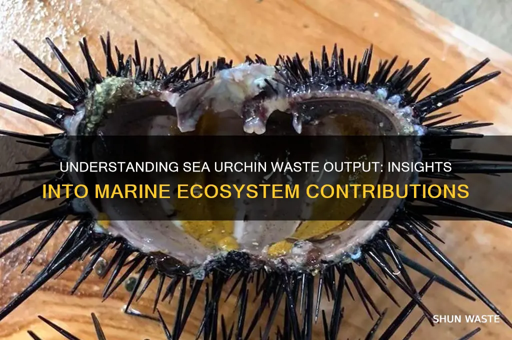 what is a sea urchins waste output