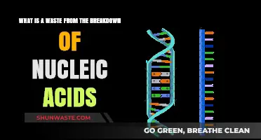 Understanding Nucleic Acid Breakdown: What Waste Does It Produce?