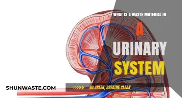 Understanding Waste Materials in the Urinary System: Functions and Processes
