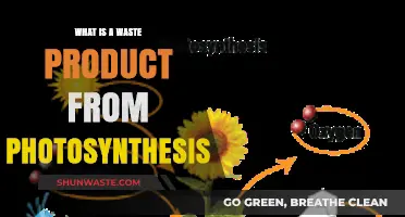 Unveiling Oxygen: The Surprising Waste Product of Photosynthesis Explained