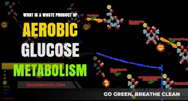Understanding Aerobic Glucose Metabolism: The Role of Lactic Acid as Waste