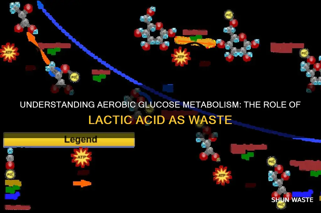 what is a waste product of aerobic glucose metabolism