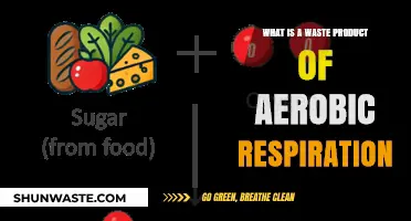 Understanding the Waste Product of Aerobic Respiration: Carbon Dioxide Explained