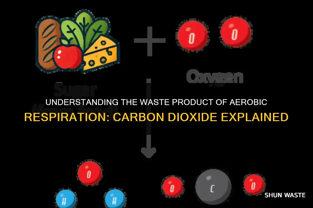 what is a waste product of aerobic respiration