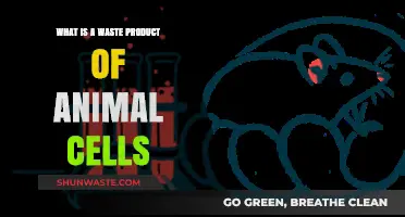 Understanding Animal Cell Waste: Exploring Byproducts of Cellular Metabolism
