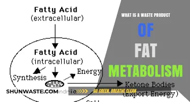 Understanding the Byproducts: What is a Waste Product of Fat Metabolism?