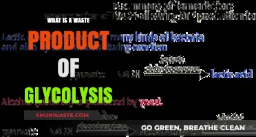 Understanding Glycolysis: The Role and Impact of Lactic Acid as Waste