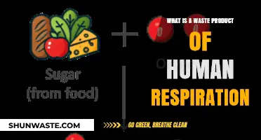 Understanding Carbon Dioxide: The Waste Product of Human Respiration