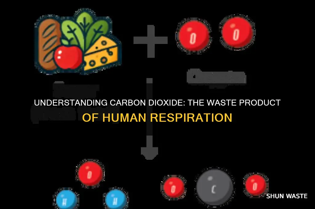 what is a waste product of human respiration