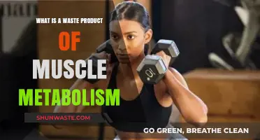 Understanding Muscle Metabolism: What Waste Products Are Produced?