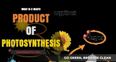 Unveiling Oxygen: The Surprising Waste Product of Photosynthesis Explained