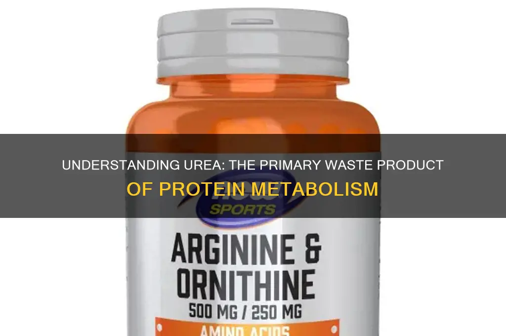what is a waste product of protein metabolism