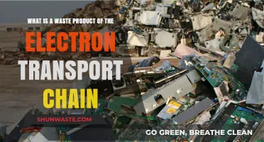 Unveiling the Electron Transport Chain's Waste: What is Produced?