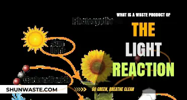 Unveiling the Light Reaction's Waste: Oxygen's Role in Photosynthesis