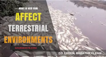 Acid Rain's Impact: How It Harms Terrestrial Ecosystems and Wildlife