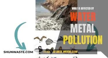 Water Metal Pollution: Impact on Aquatic Life and Beyond