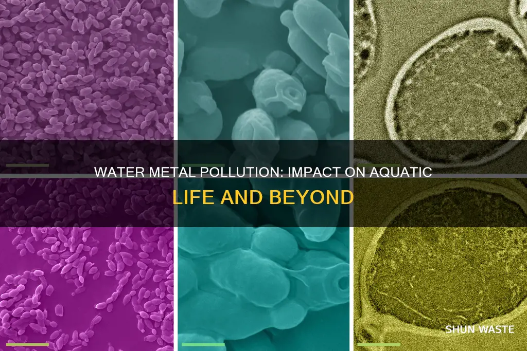 what is affected by water metal pollution