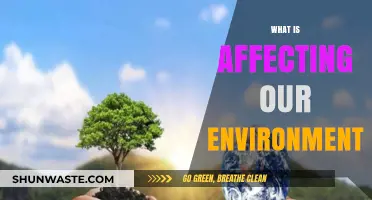 Human Impact: Key Factors Harming Our Environment and Future