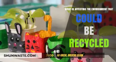 Recycling Solutions: How Everyday Items Impact Our Environment