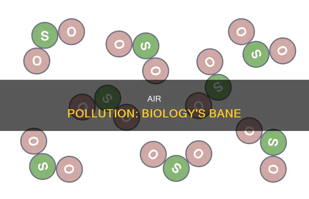 what is air pollution in biology
