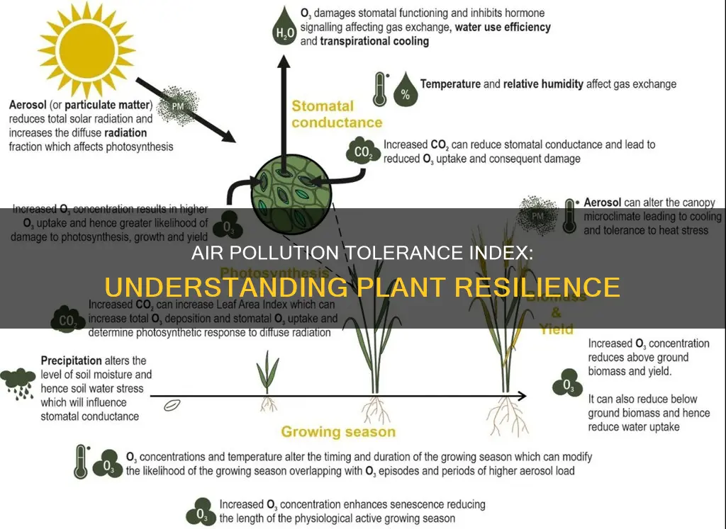 what is air pollution tolerance index