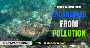 The Toxic Threat: Endangered Species and Pollution