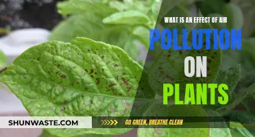 Air Pollution's Impact: Plants' Slow Death