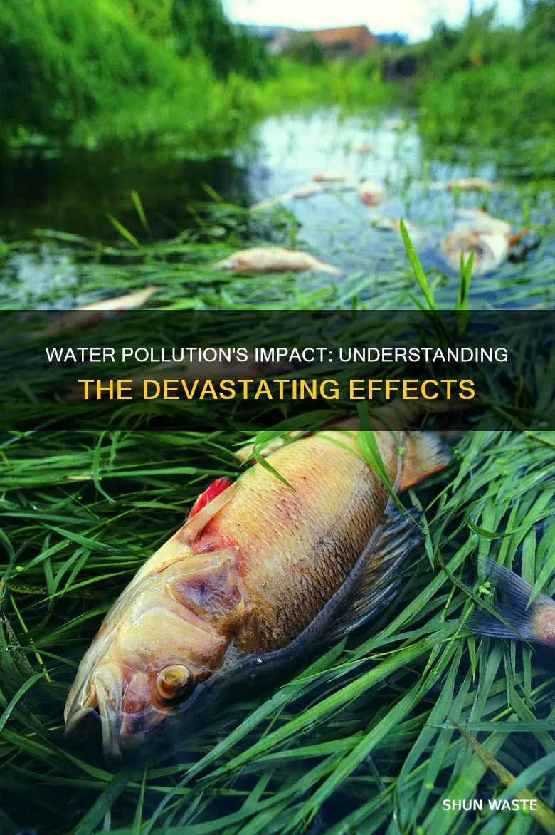 what is an effect of water pollution
