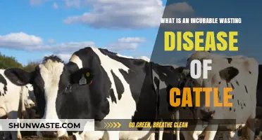 Understanding Bovine Spongiform Encephalopathy: The Incurable Cattle Wasting Disease