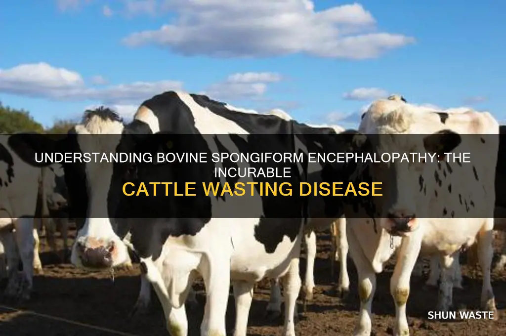 what is an incurable wasting disease of cattle