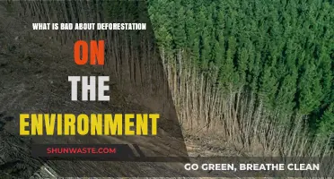 Devastating Impacts: How Deforestation Harms Our Environment and Ecosystems