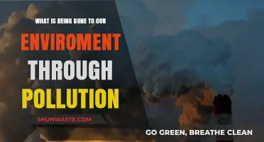 Human Impact: Pollution's Environmental Devastation