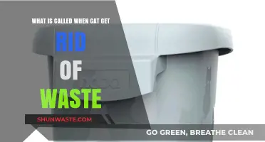 Understanding How Cats Eliminate Waste: The Process Explained