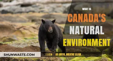Exploring Canada's Diverse Natural Environment: Landscapes, Wildlife, and Ecosystems